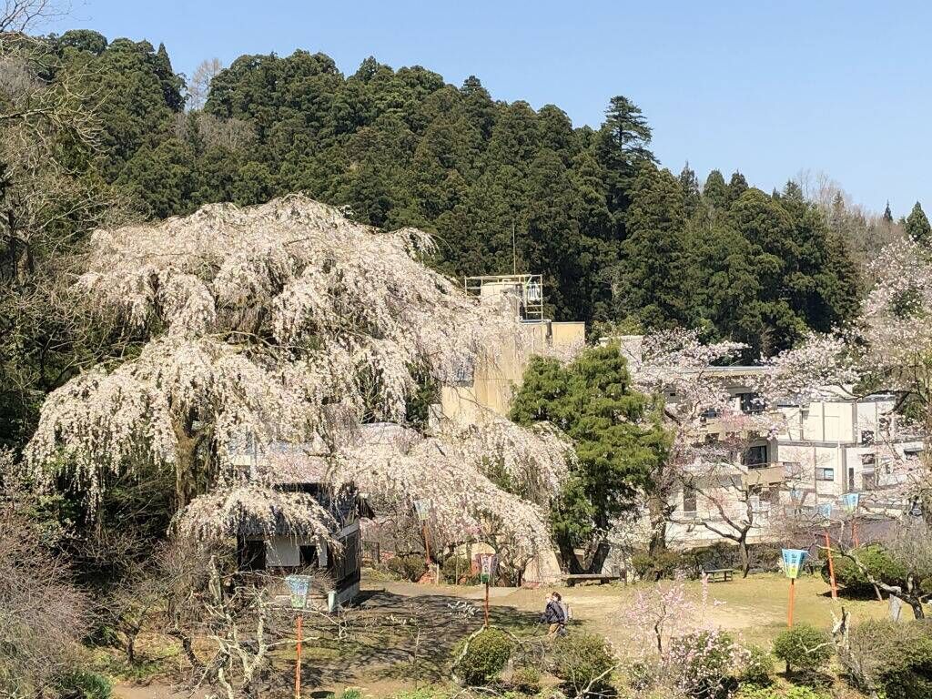 湯田川温泉 理太夫旅館 | 今すぐ見に来て！豪華絢爛『枝垂桜』が満開だよ～