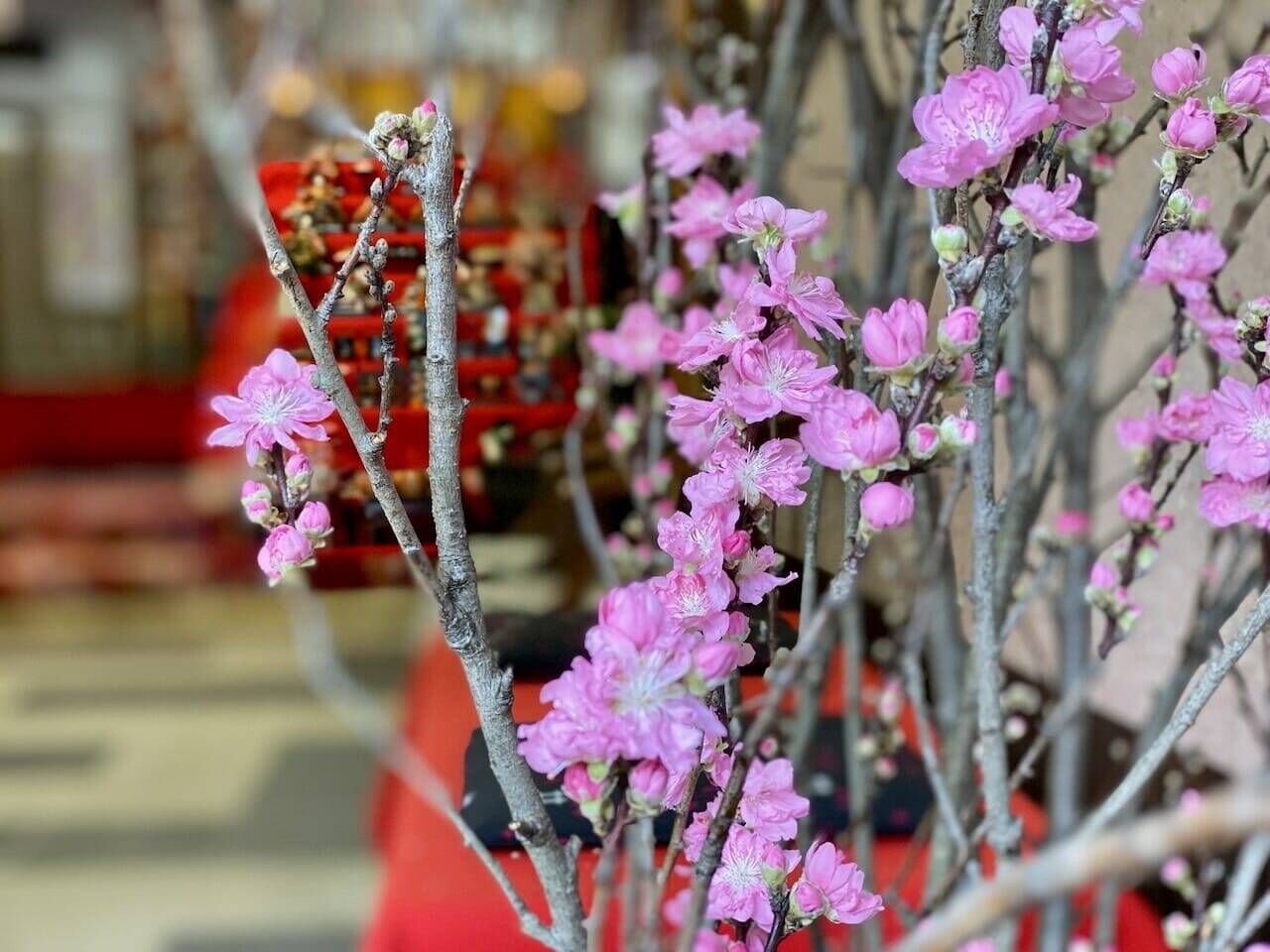 湯田川温泉 理太夫旅館 | 桃の花とお雛様