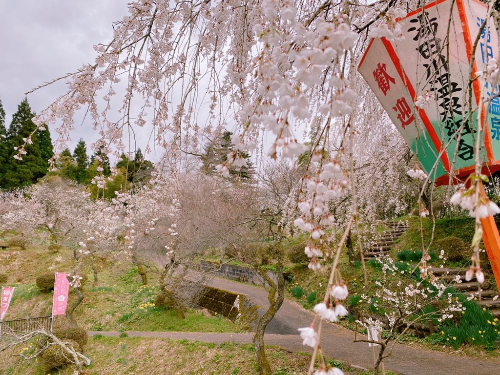 湯田川温泉 理太夫旅館 | 梅林公園の枝垂桜も見ごろ